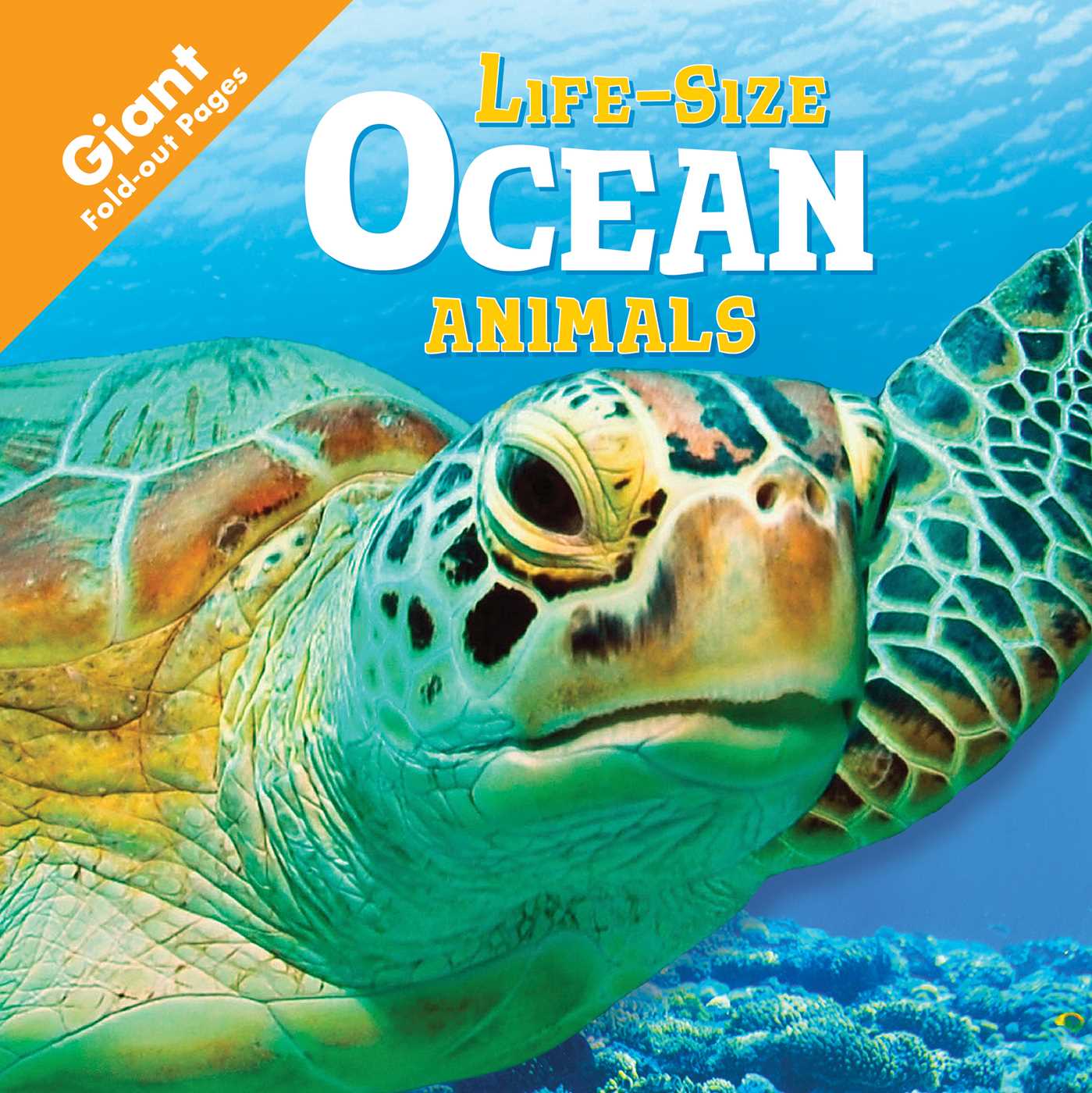 Ocean Animals