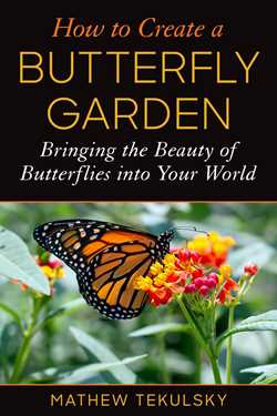 How to Create a Butterfly Garden