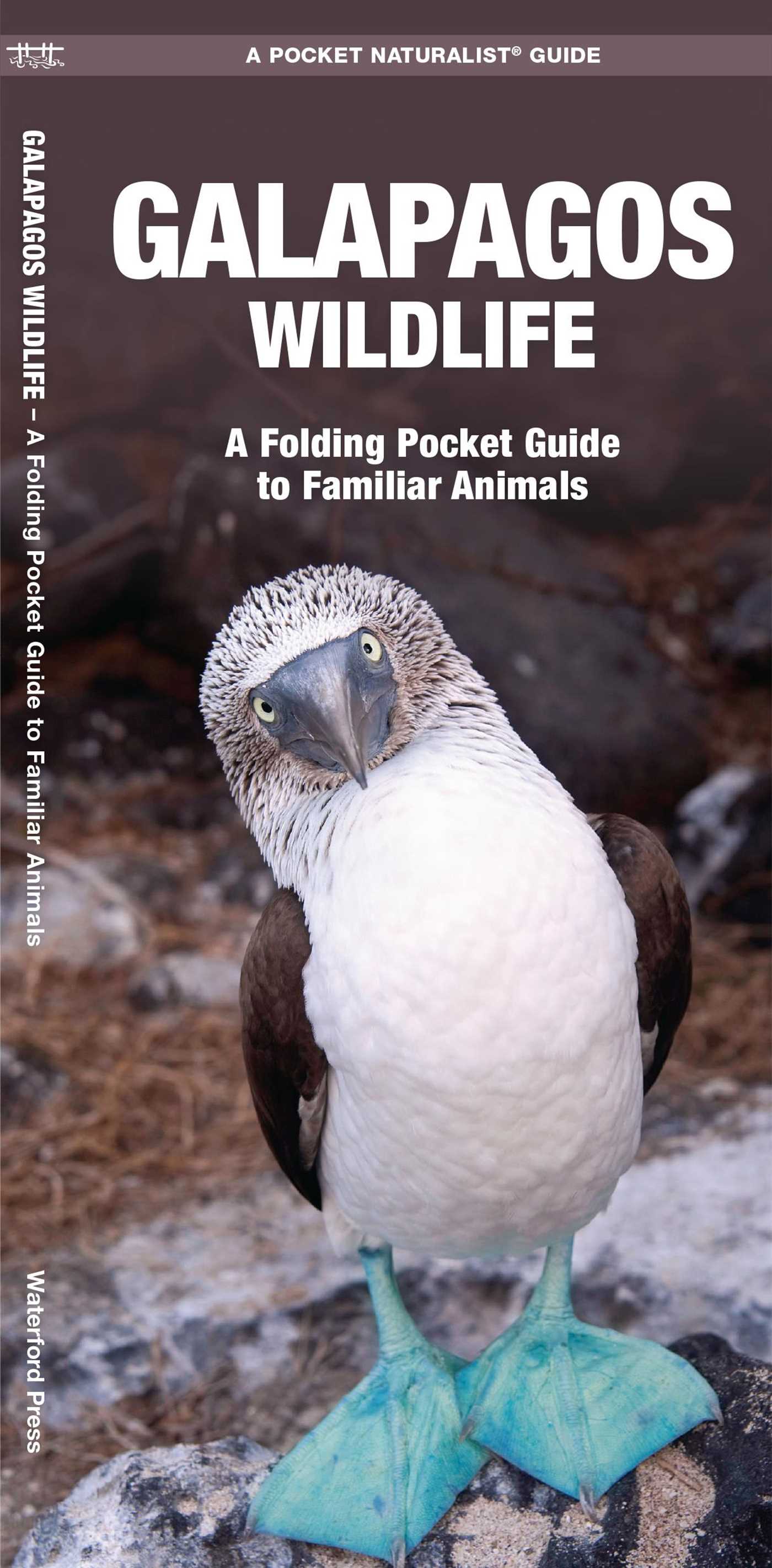 Galapagos Wildlife