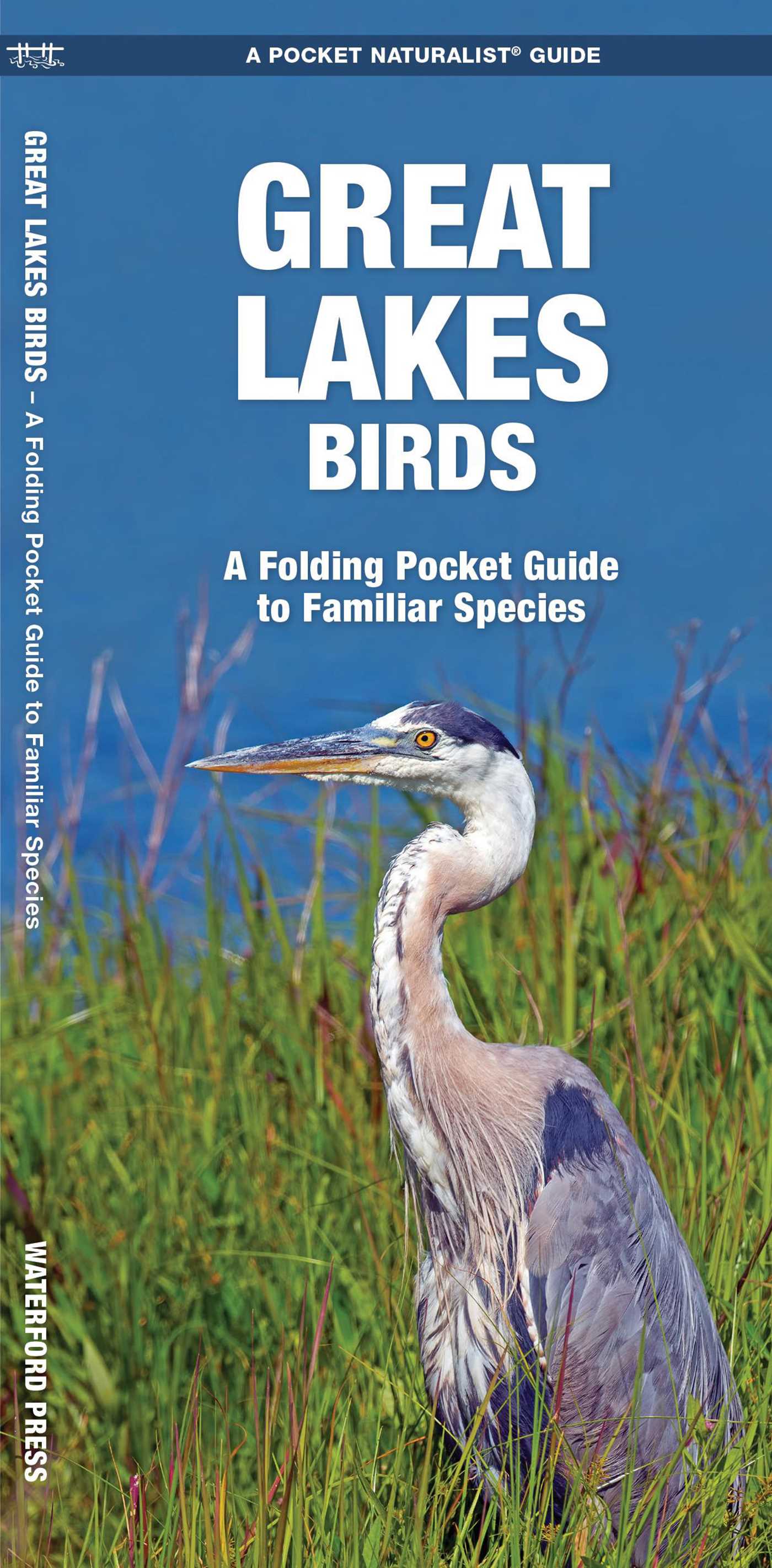 Great Lakes Birds