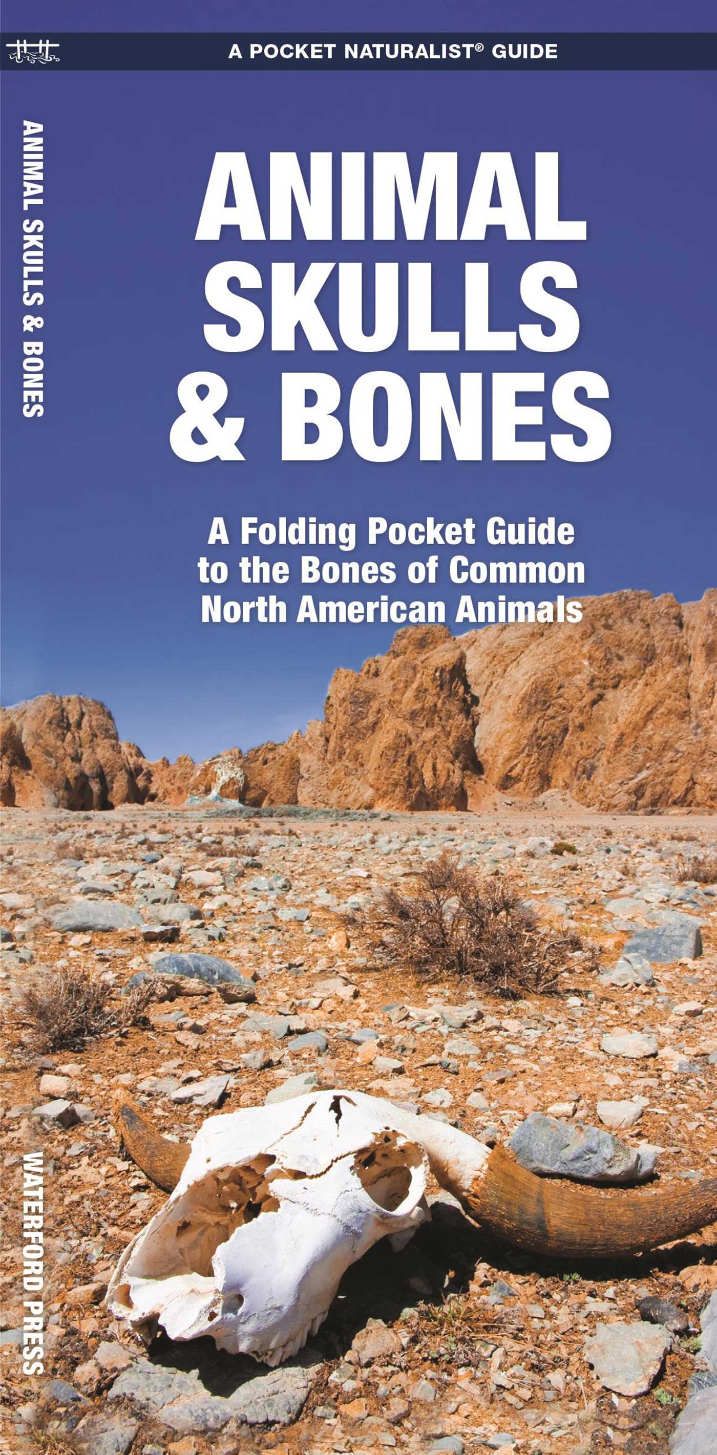 Animal Skulls & Bones