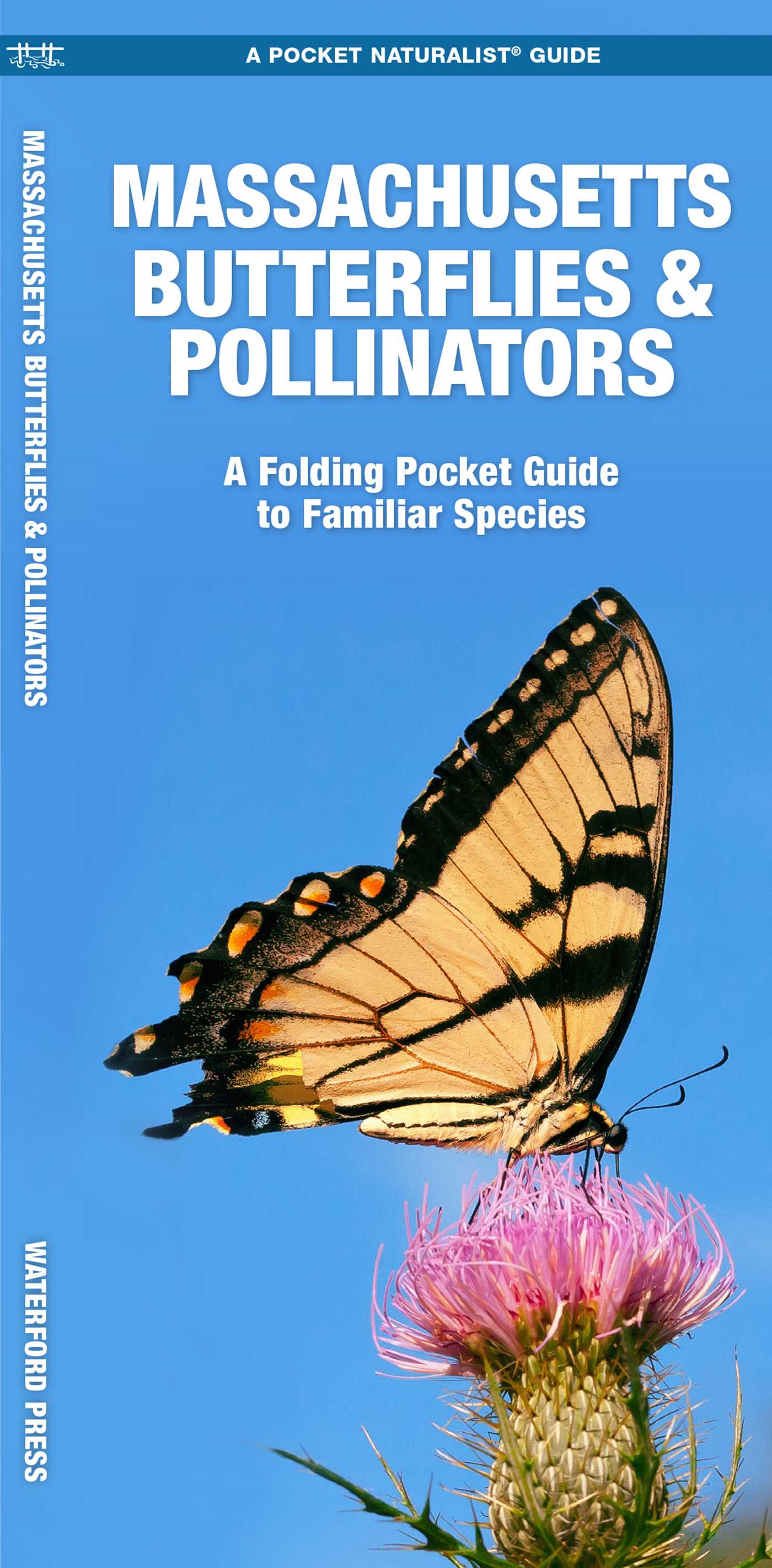 Massachusetts Butterflies & Pollinators