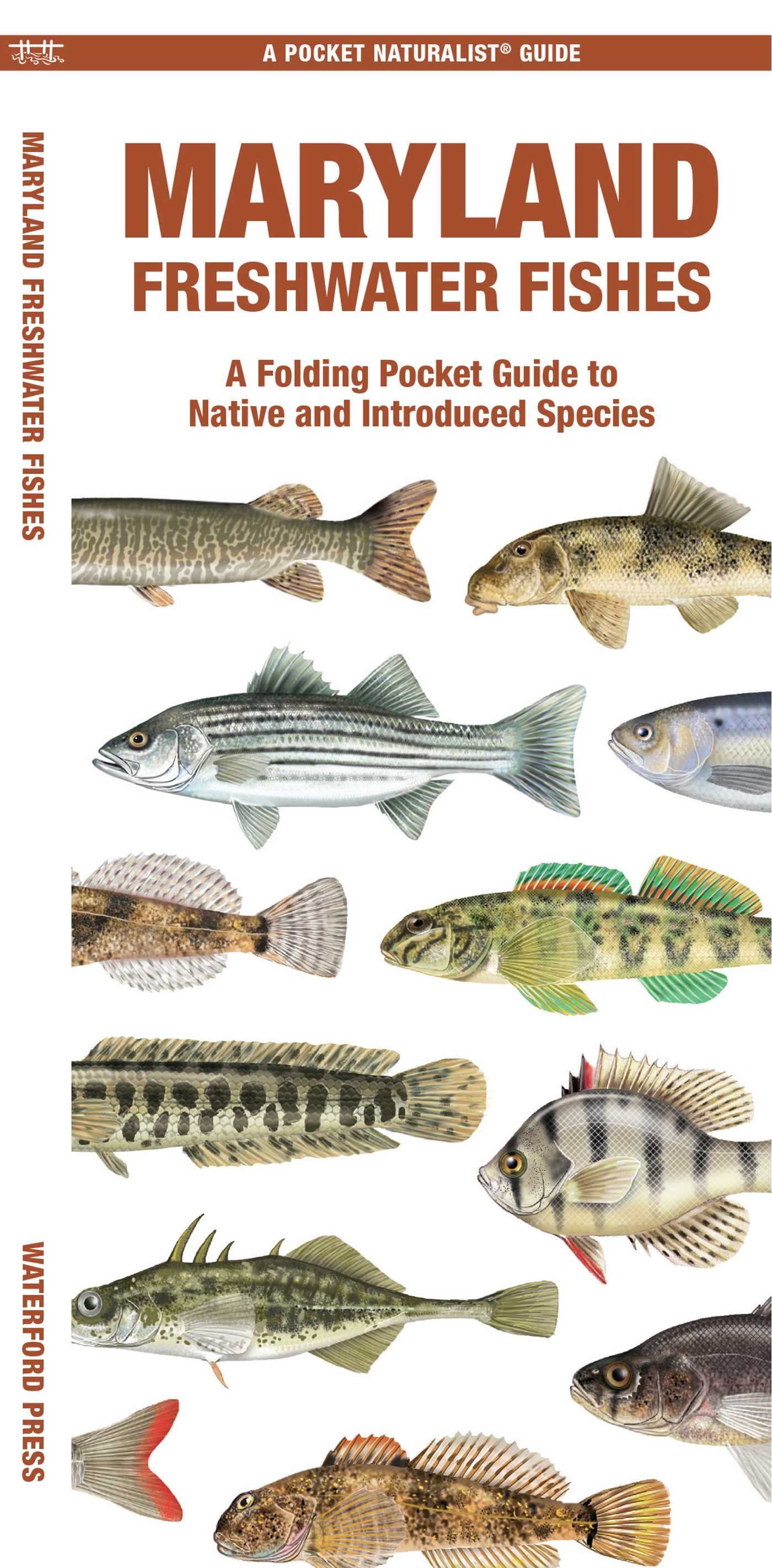 Maryland Freshwater Fishes