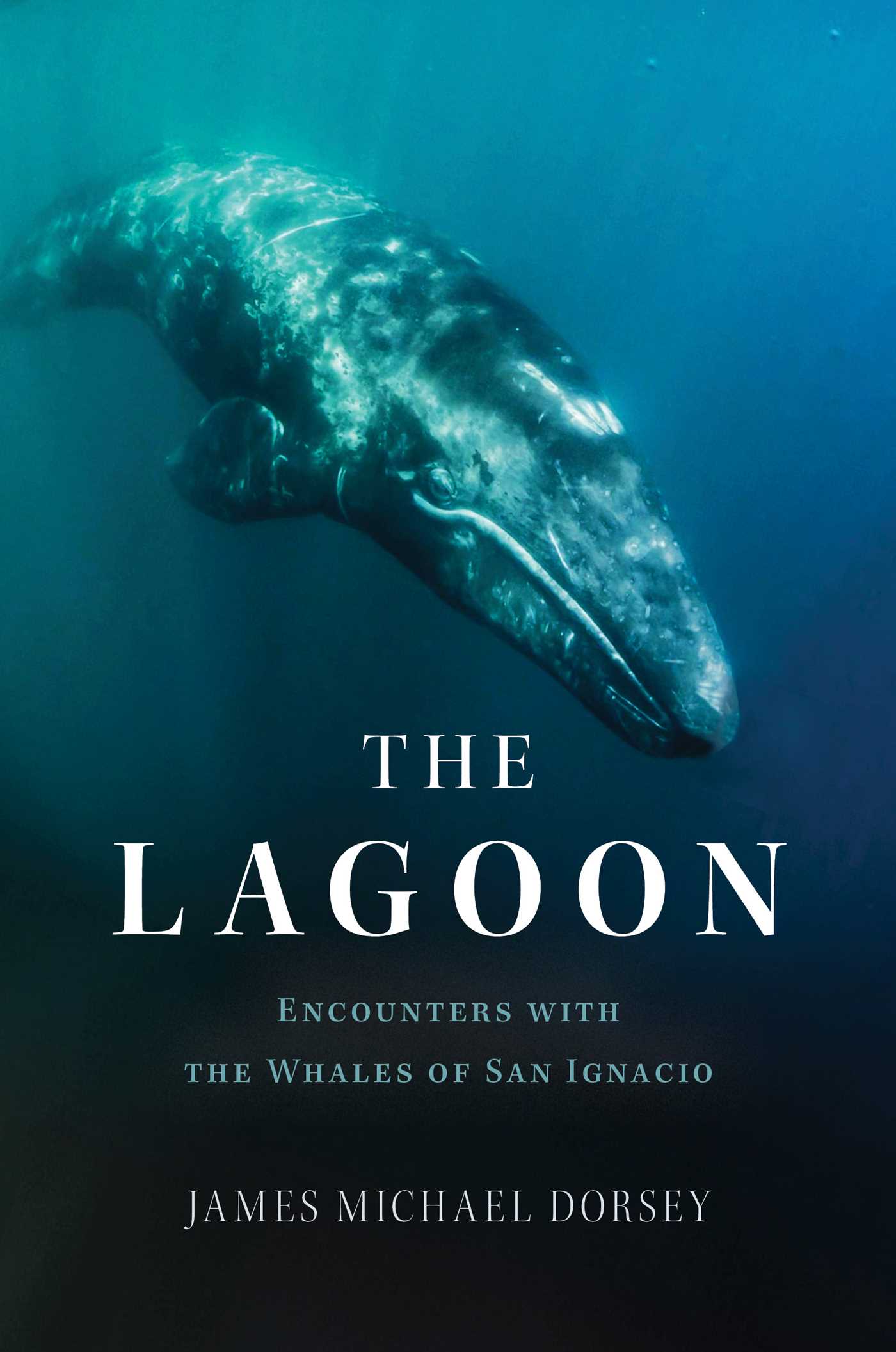 Lagoon : Encounters with the Whales of San Ignacio
