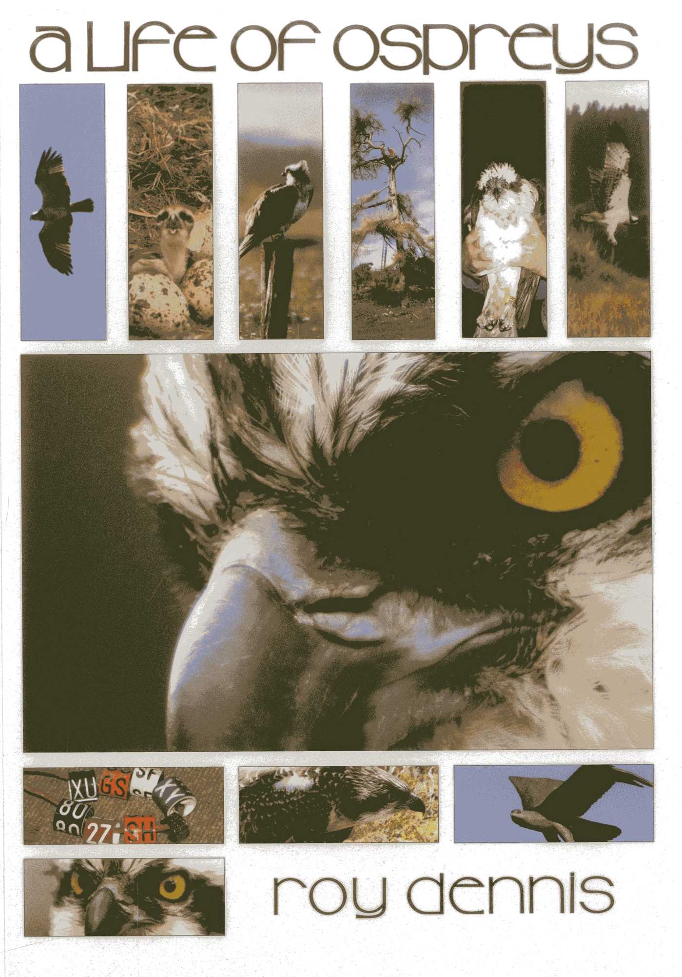 Life of Ospreys