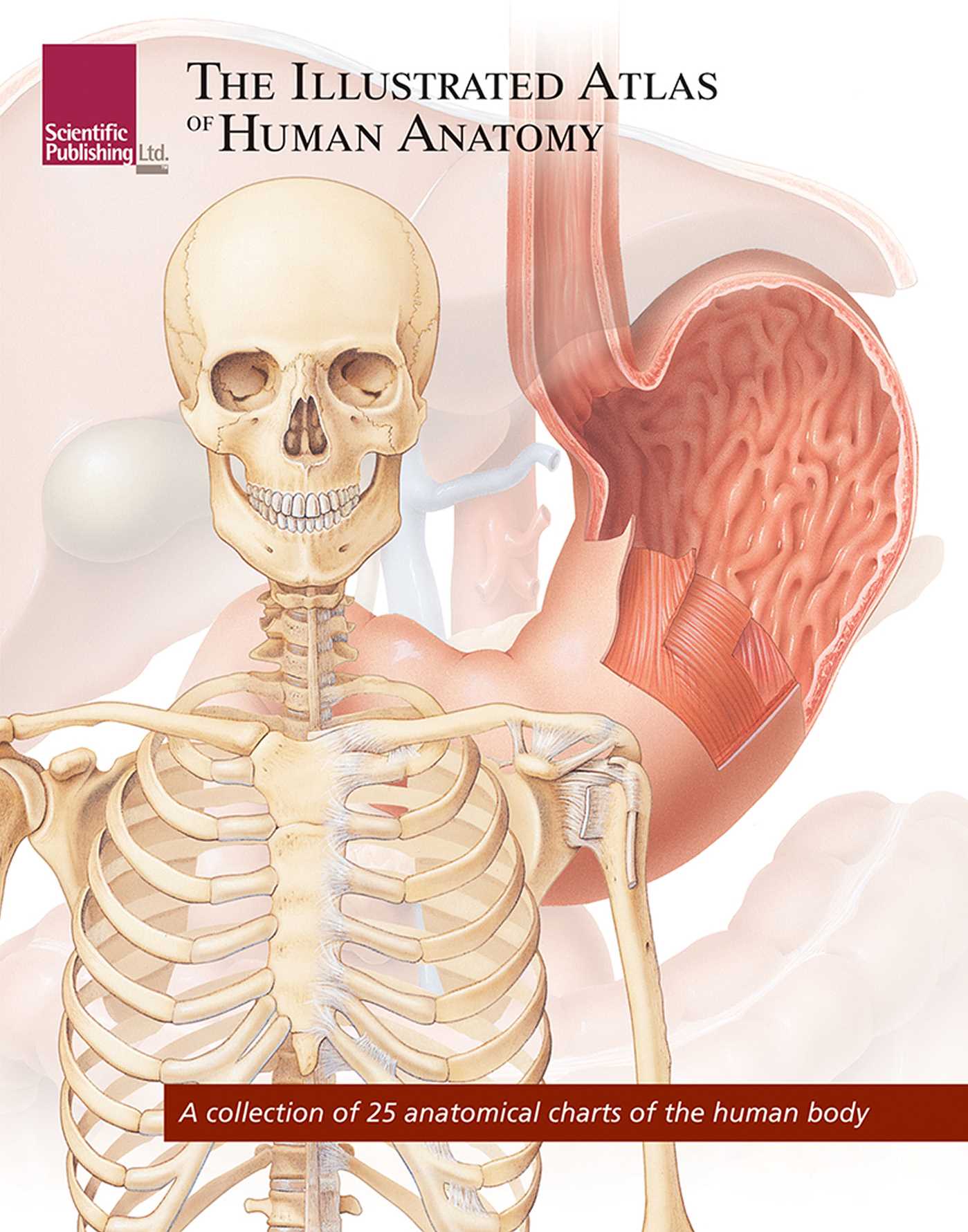 Illustrated Atlas of Human Anatomy