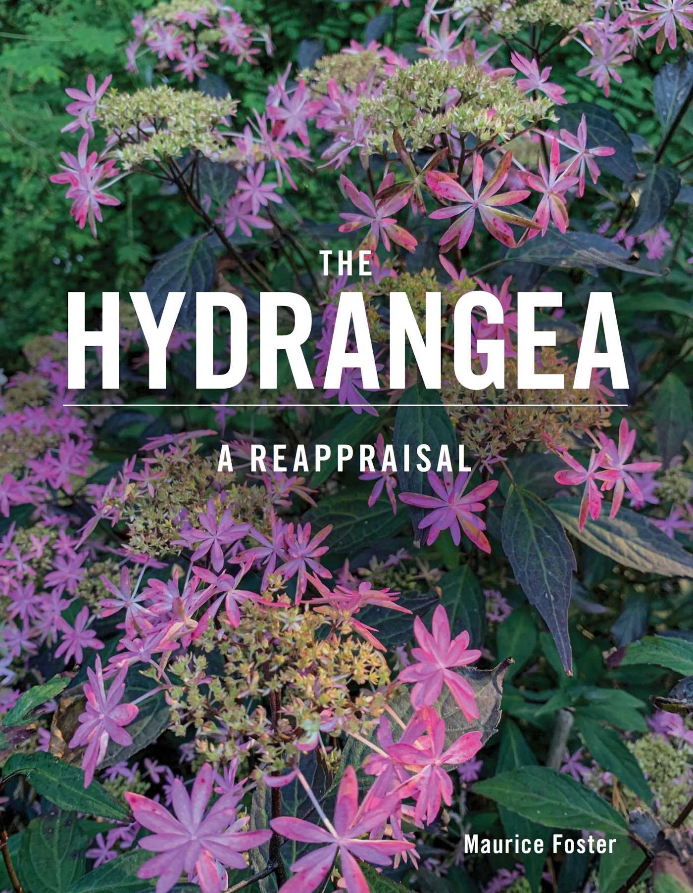 Hydrangea: A Reappraisal