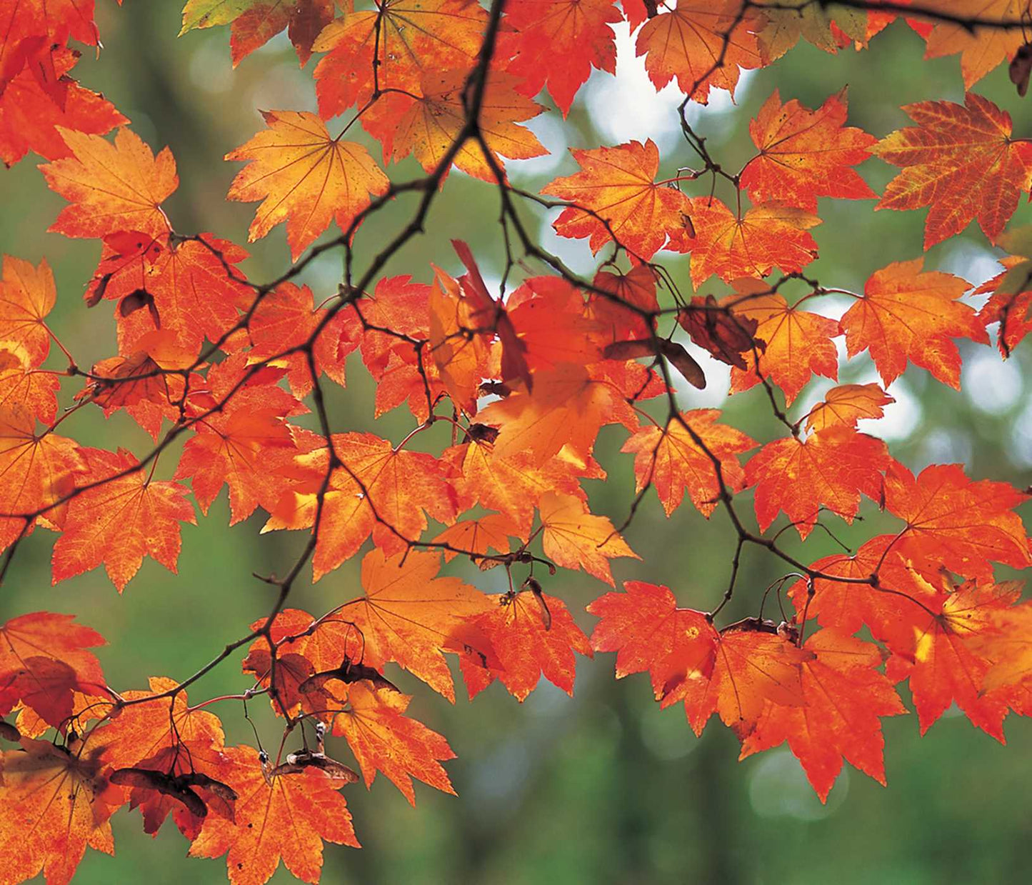 Memo Block: Autumn Leaves