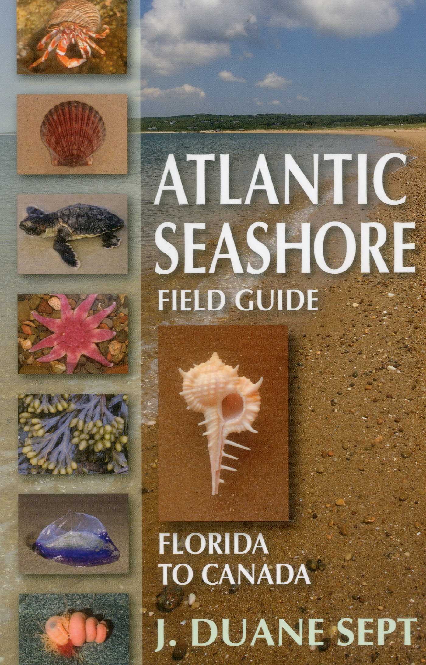 Atlantic Seashore Field Guide