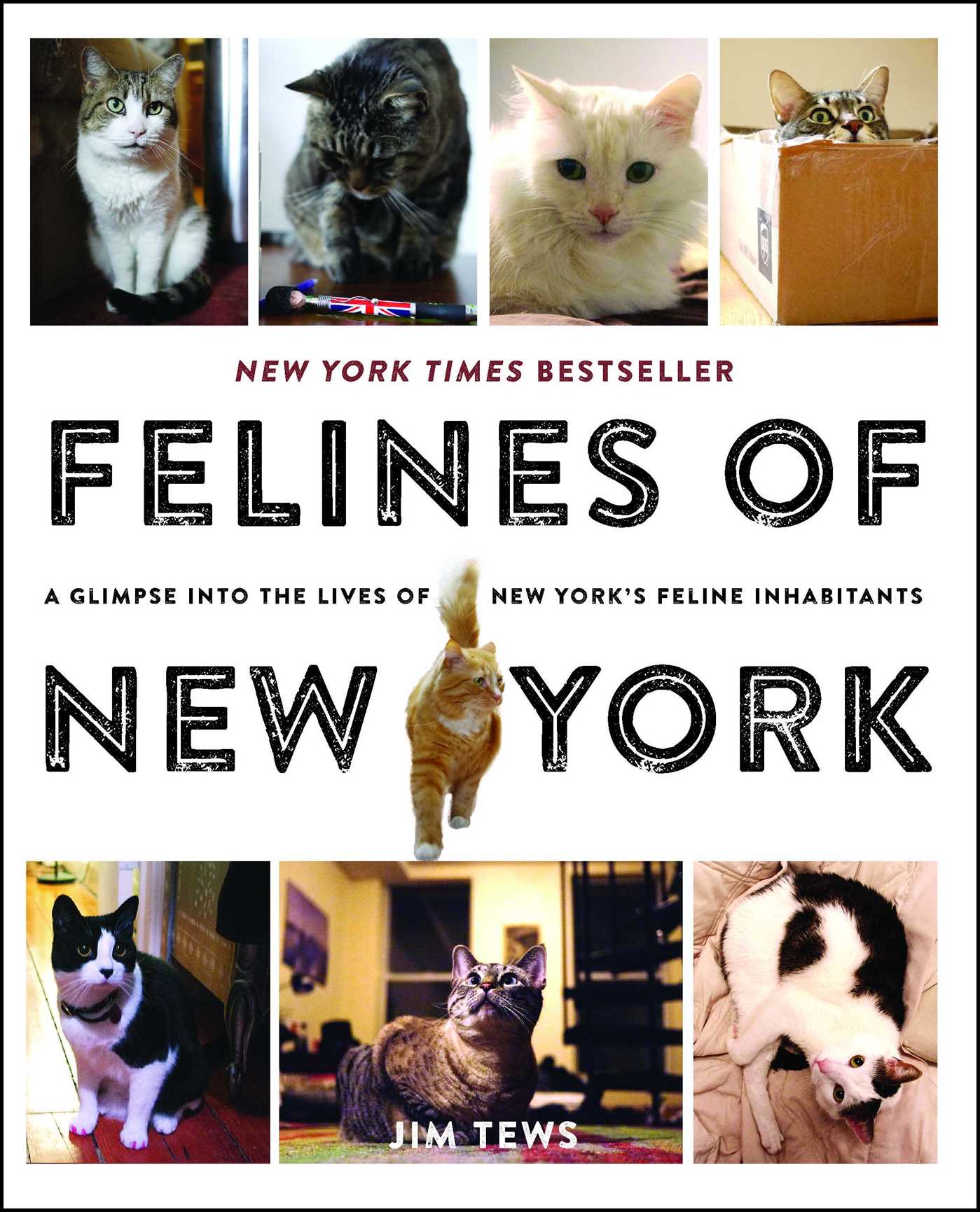 Felines of New York