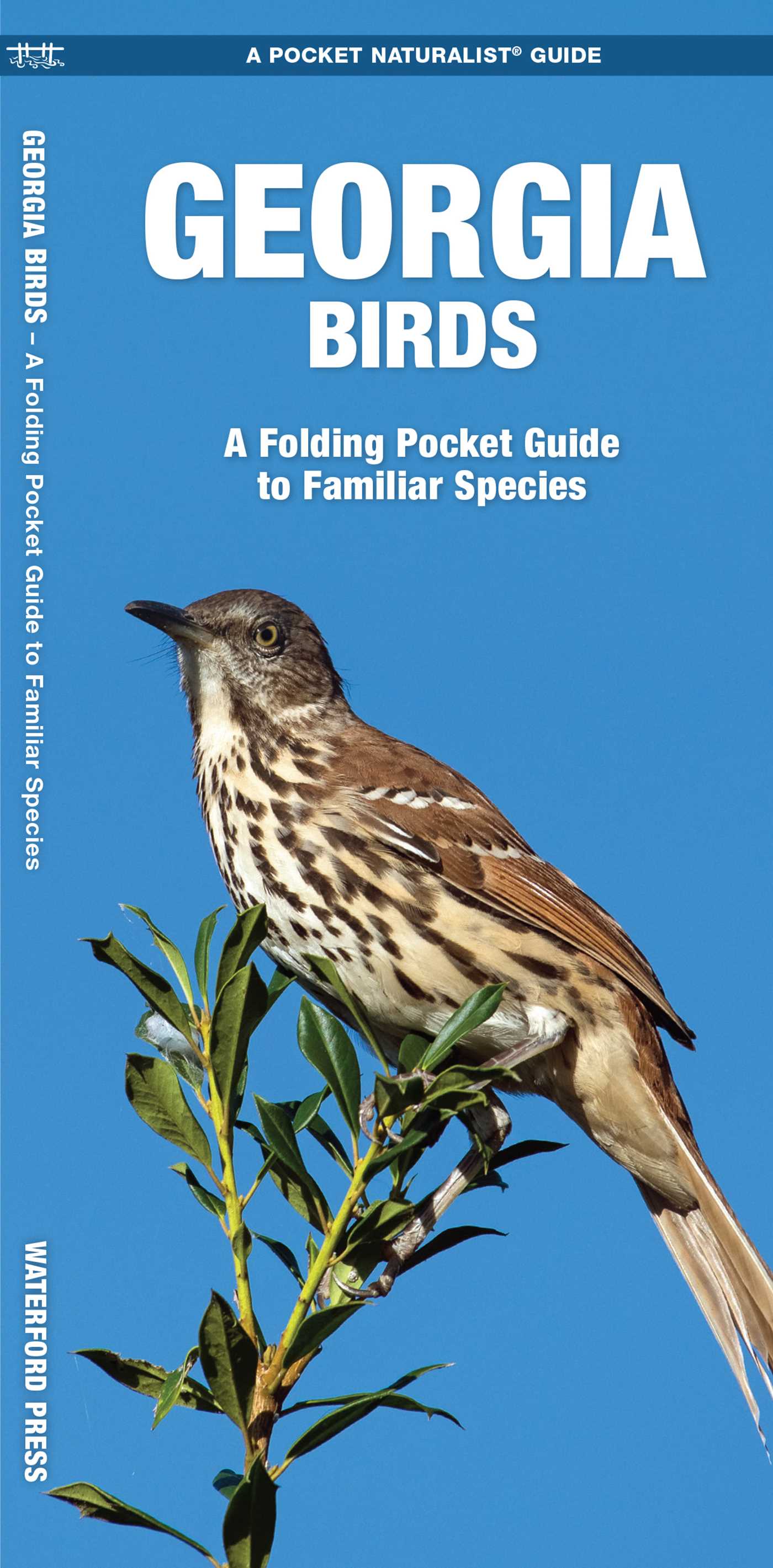 Georgia Birds