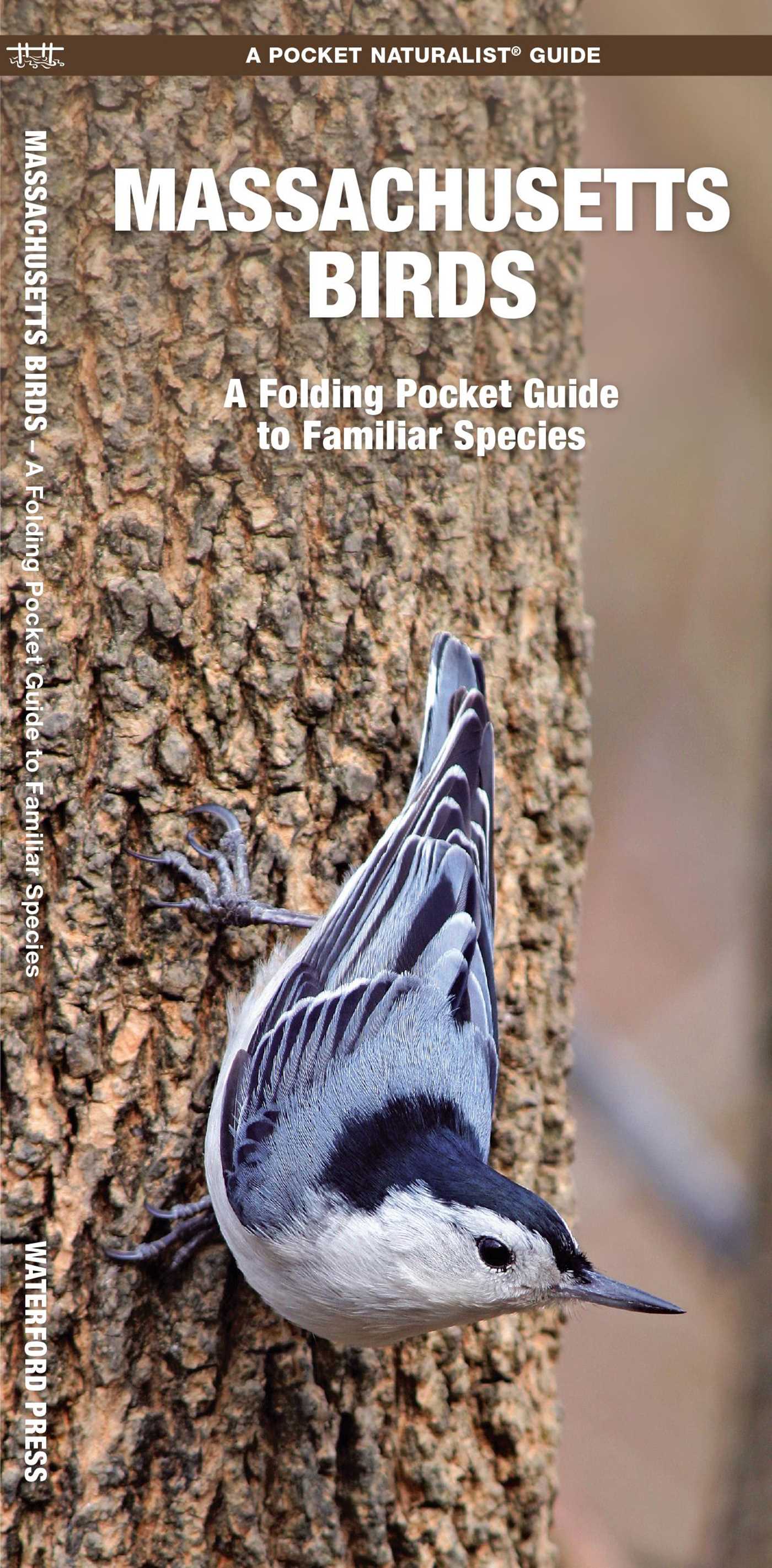 Massachusetts Birds