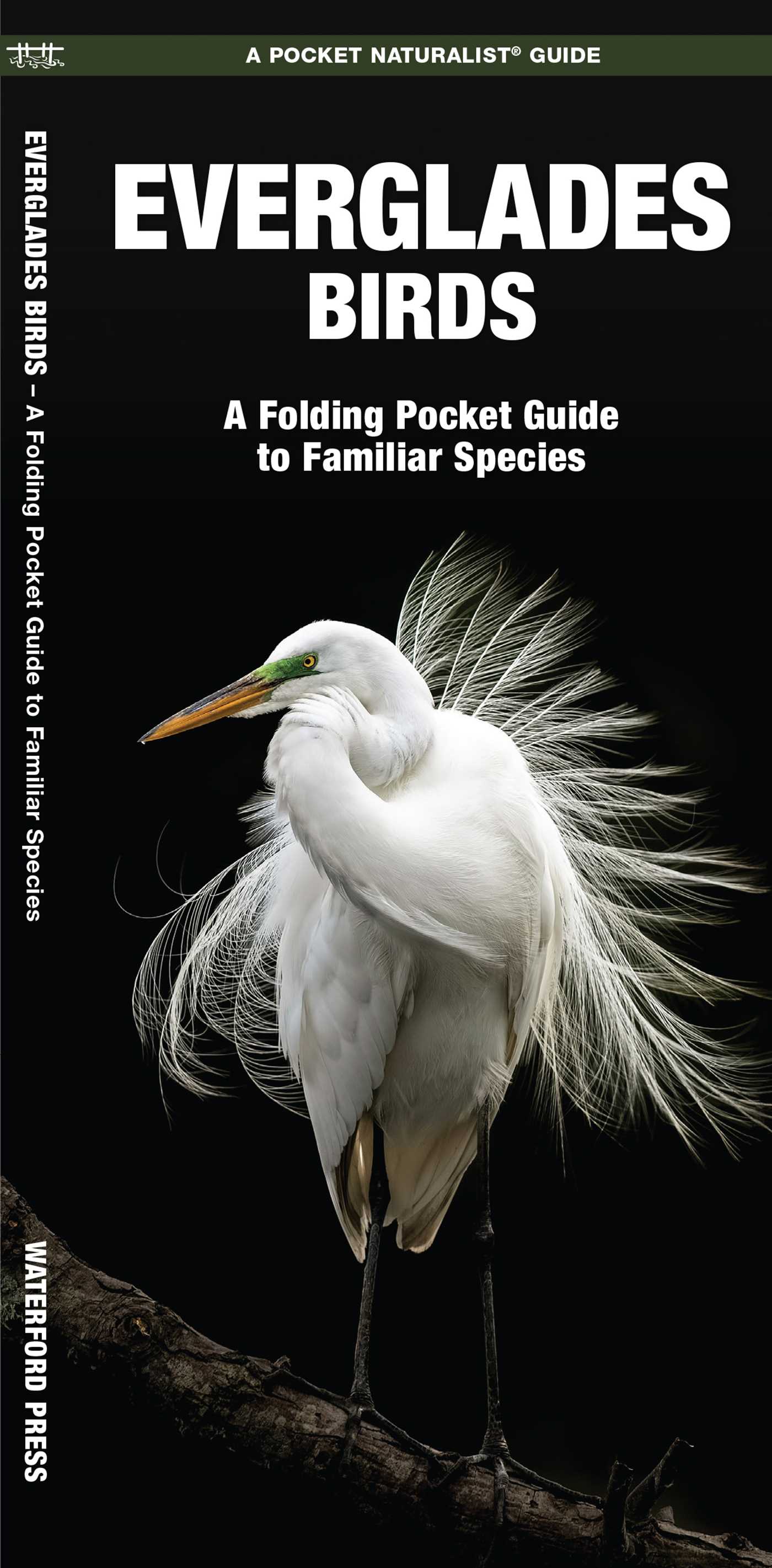 Everglades Birds