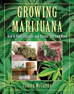 Growing Marijuana