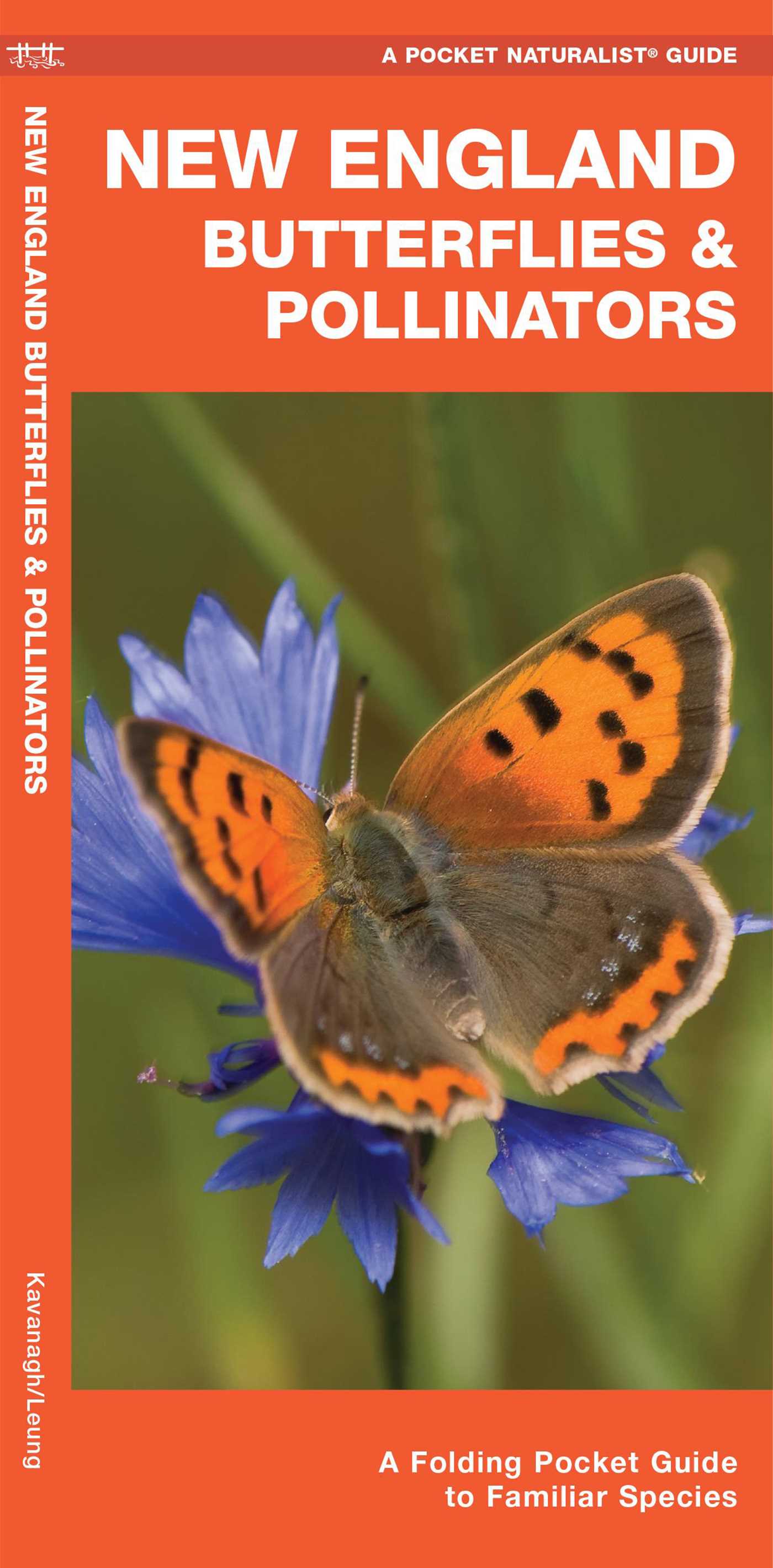 New England Butterflies & Pollinators
