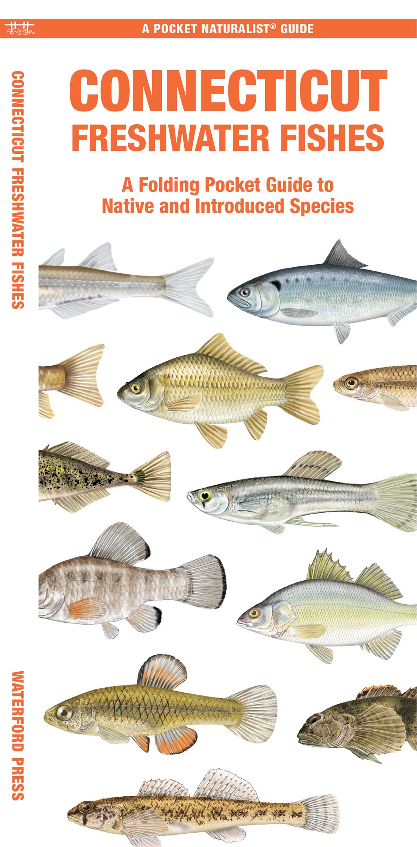 Connecticut Freshwater Fishes