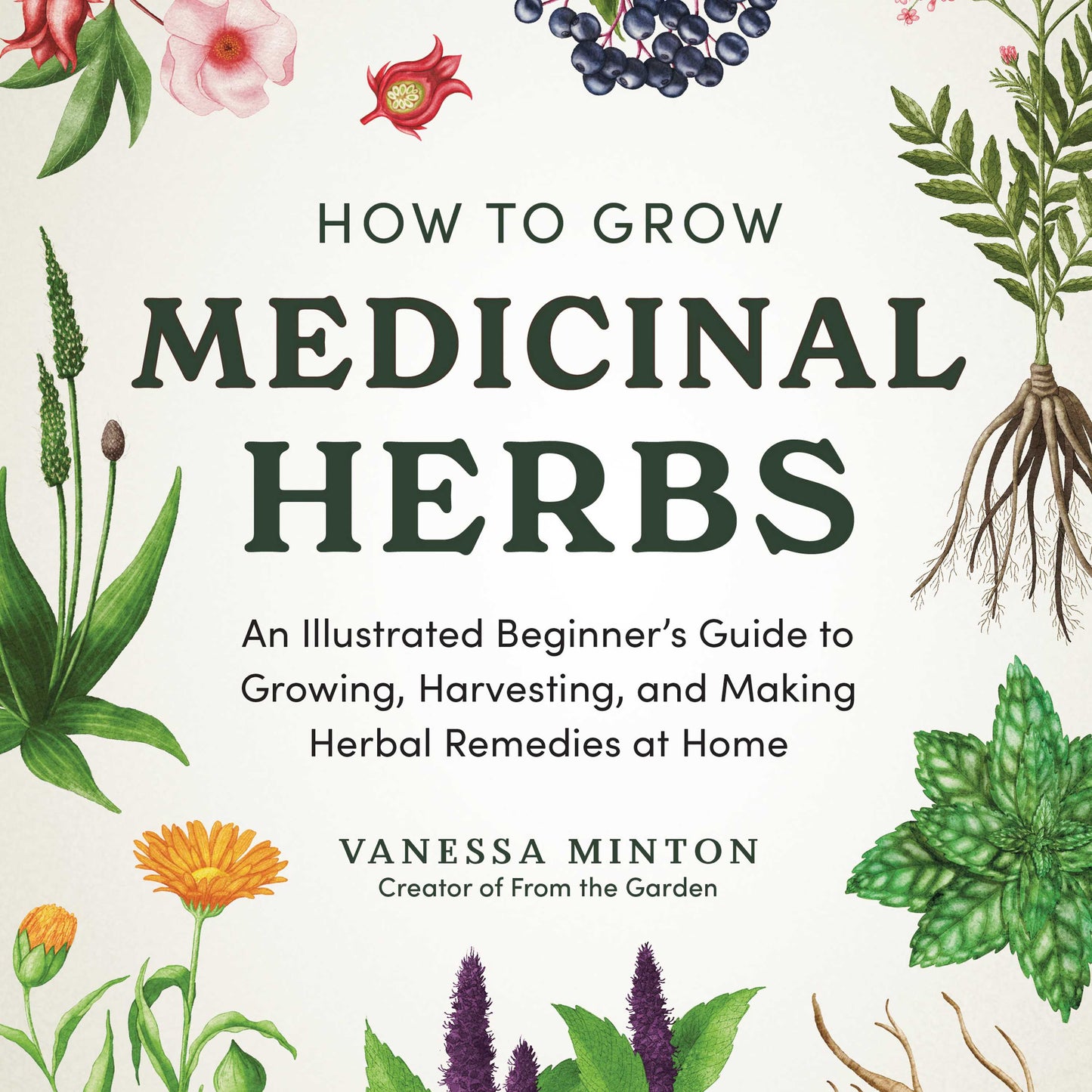 How to Grow Medicinal Herbs