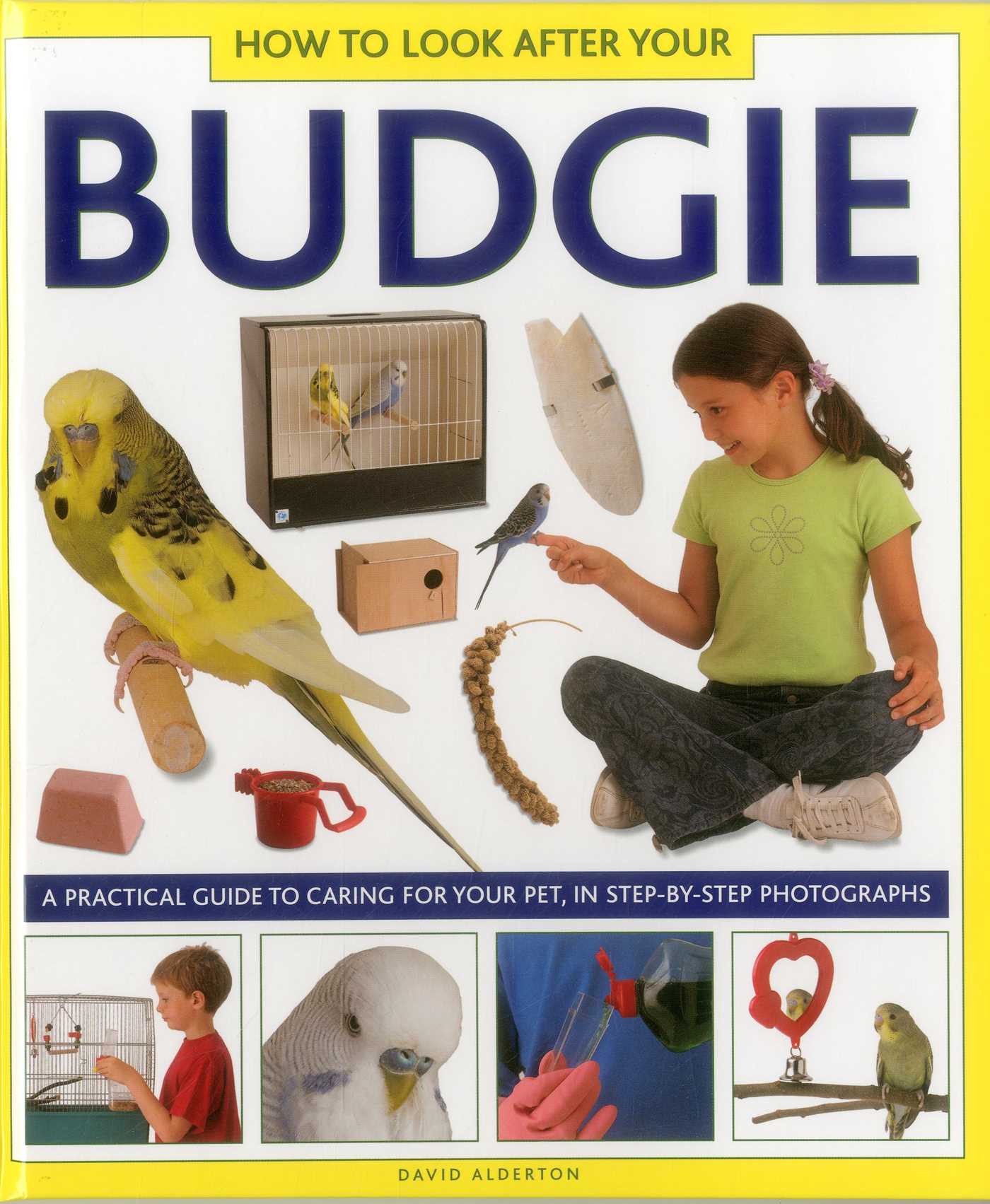 How To Look After Your Budgie